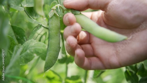 A woman gardener picks ripe green peas from a bush. Harvesting in the city. Healthy legumes. Close-up, slow motion, HD.