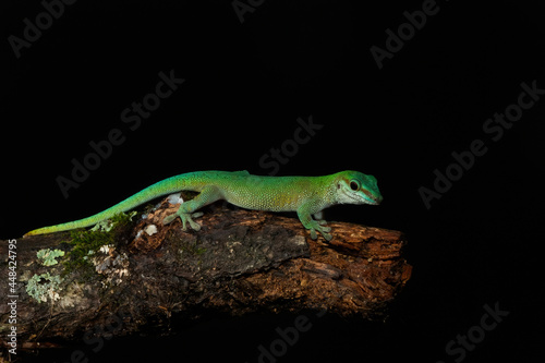 Giant Day Gecko  Phelsuma madagascariensis  Reptile  lizard  reptile  animal  nature  wildlife  iguana  gecko  chameleon  dragon  zoo  tree  green  wild  tropical  Once upon a Log - Giant Day Gecko