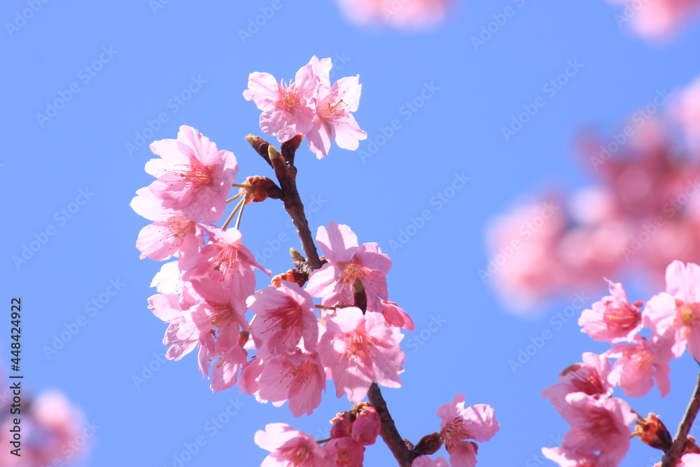 Japanese Cherry Blossoms Japanese Cherry Blossoms