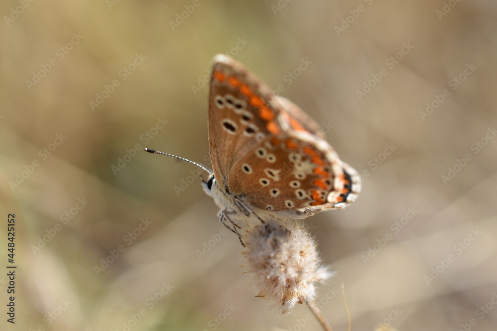 Fototapeta premium Aricia cramera