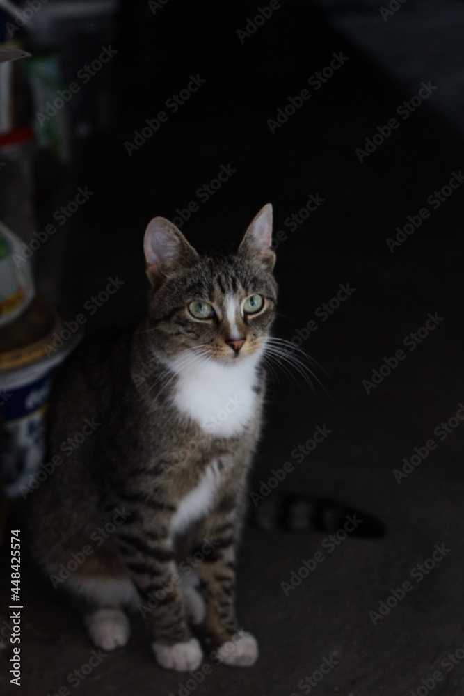 Kot siedzący w piwnicy - obrazy, fototapety, plakaty 