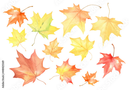 Autumn maple leaves in watercolor