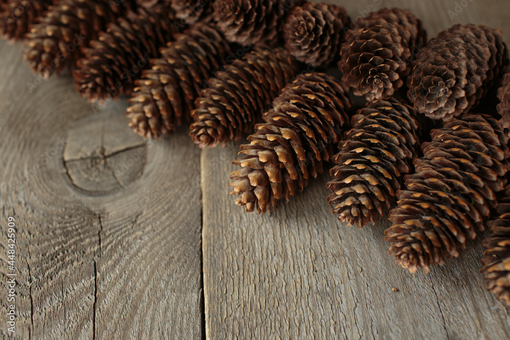 wooden background, forest cones, wood texture
