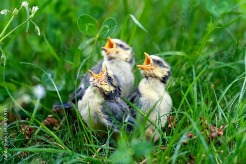 Junge Blaumeisen im Gras photo