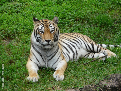 Tiger basking in the sunlight