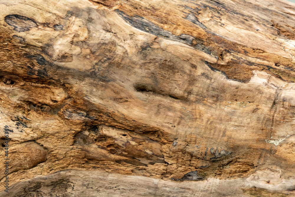 Obraz premium naturalne drewno drzewo nad jeziorem wallpaper tapeta tło