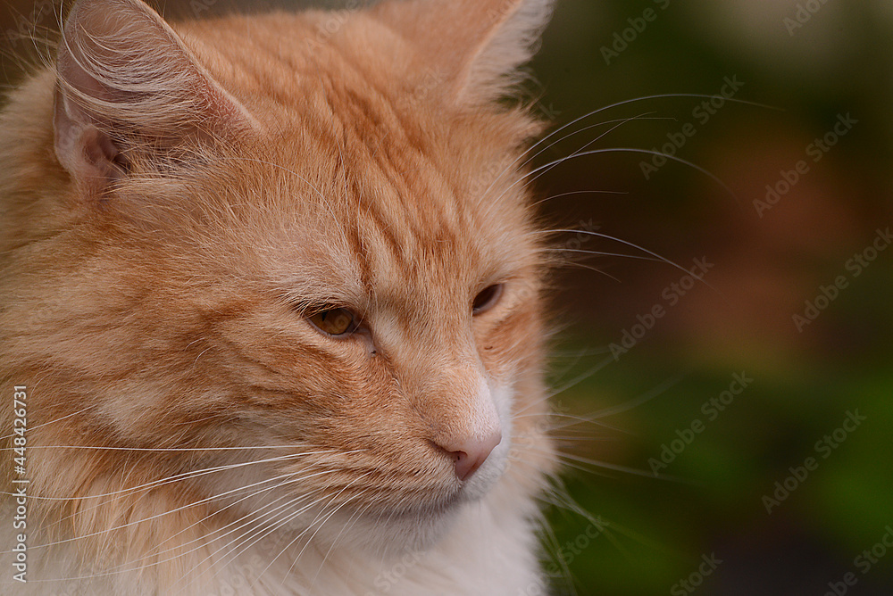 wunderschöne weiss braune Katze wunderschöne weiss braune Katze