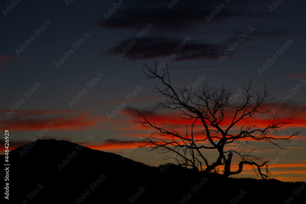 Shasta Bally and a manzanita at sunset near Redding, California.