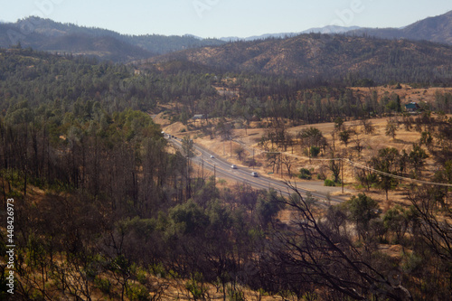 Trees burned in the Carr Fire line Highway 299 in Redding, California.
