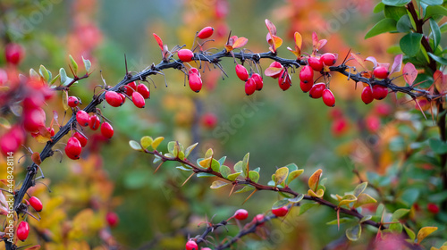 Red cornus mas berry on tree branch