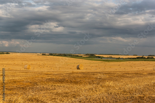 Round sheaves of straw against the background of the field to the horizon and the beautiful sky.
