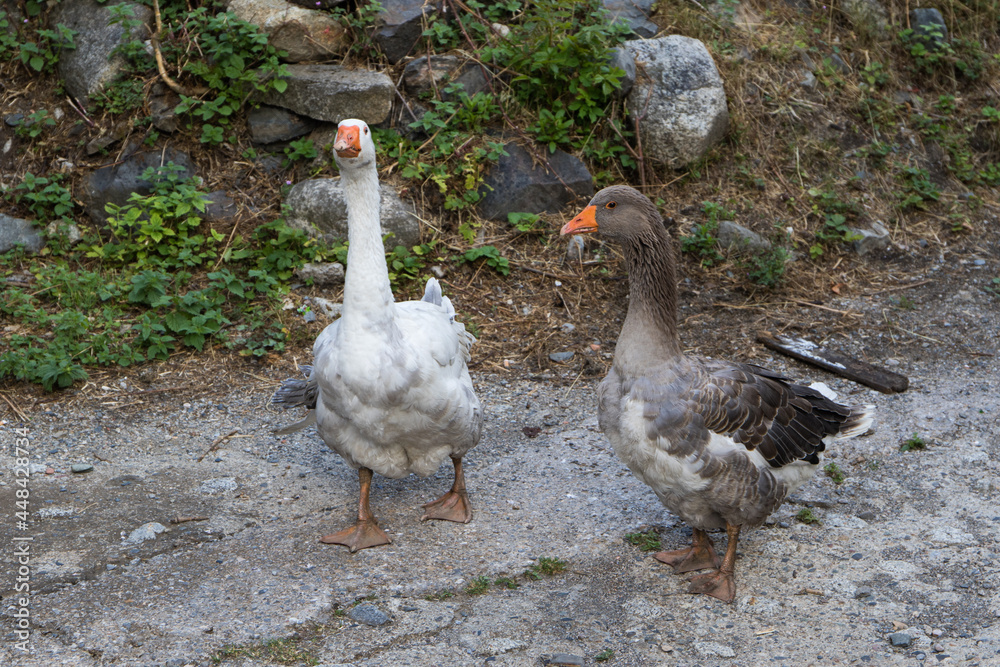 Obraz premium Gänse in den Straßen von Taüll