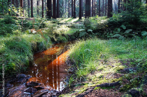 reflection in red-brown water and green grass in the forest tranquility in nature