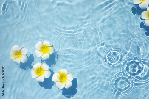 Top view Plumeria or frangipani on surface of water. Ripple of water and Shadow of flower. photo