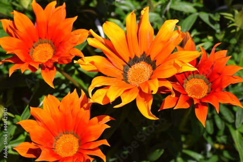 orange flower