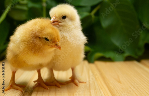 Two yellow new born Chick on a background of plants. © Vitalii Shkurko