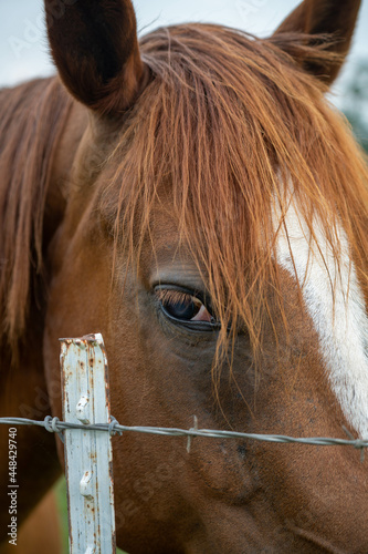 Fototapeta Naklejka Na Ścianę i Meble -  Eye of a horse