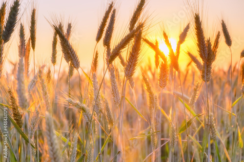 Spikes of ripe wheat in sun close-up with soft focus. Beautiful cereals field in nature on sunset  shining sunlight.