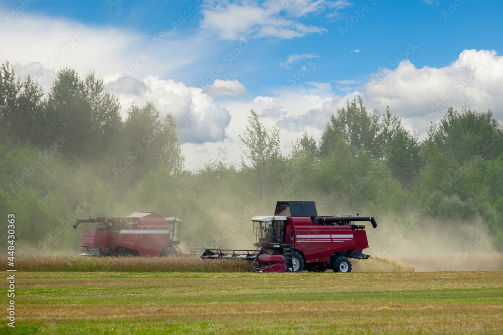 Fototapeta premium Two combine harvester harvest wheat crop in the clouds of dust
