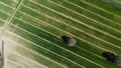 The field seen from above