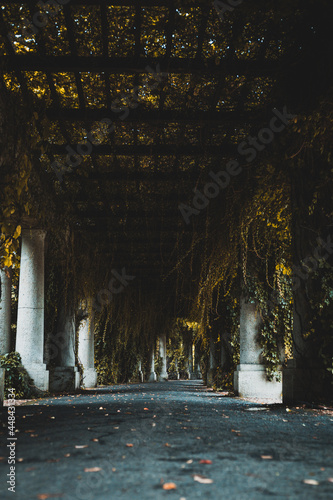 pergola alley in the summer, no people