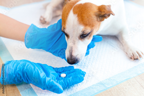 A vet doctor giving pill to obedient dog Jack Russell Terrier at the veterinary clinic. Pain relievers and vitamins for domestic animals, postoperative care. Pet health care concept. photo