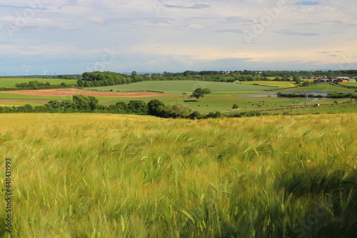 Blue Sky and Wheat Fields on a Summer Day near Sedgefield, County Durham, England, UK.