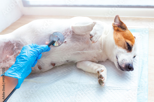 A vet doctor examines a dog Jack Russell Terrier lying under anesthesia on a disposable diaper, listening to his breath or heart with a stethoscope. Veterinary post-operative care for pets. © Natalia