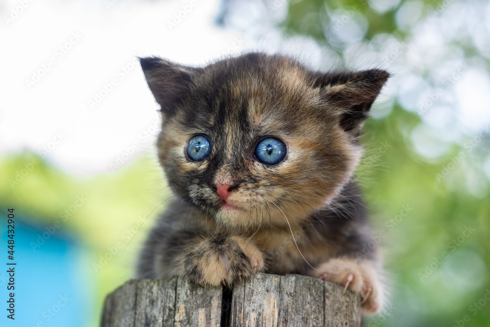 Fototapeta premium a small kitten on the fence