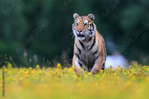 The largest cat in the world  Siberian tiger  Panthera Tigris altaica  running across a meadow full of yellow flowers directly to the camera. Impressionistic scene of the top predator in a nature.