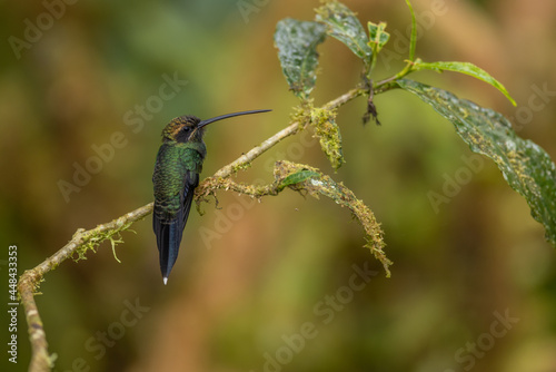 Smaragdschattenkolibri (White-whiskered hermit) Mindo, Ecuador photo