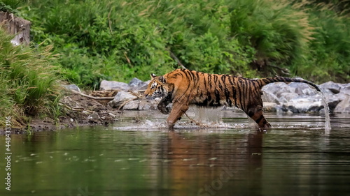 Siberian tiger, Panthera Tigris Altaica, hunts in a lake amid a green forest. Top predator in a natural environment. 