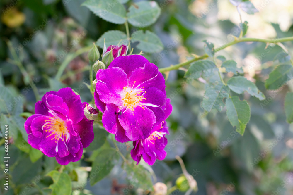 A branch of a rose with unusual purple violet flowers against a background of green leaves in the garden.