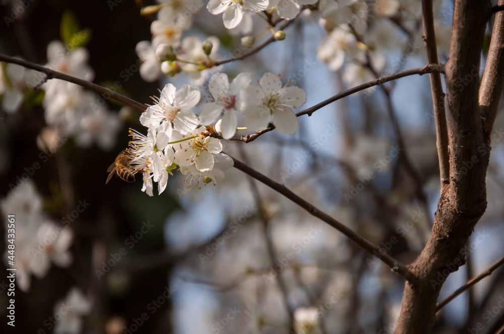 blossom in spring