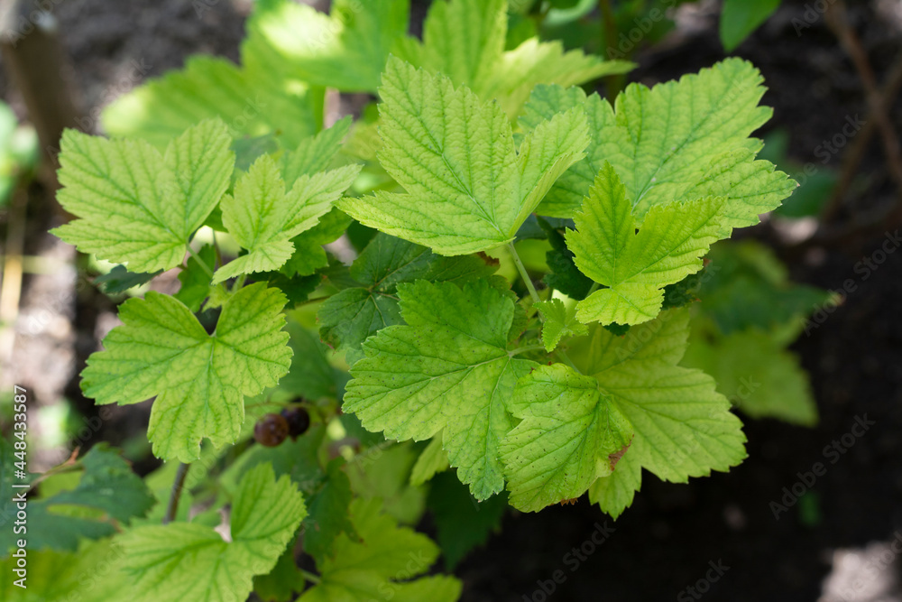 Currant leaves are too pale and light from lack of nutrition, chlorosis. Currant leaves are too pale and light from lack of nutrition, chlorosis.
