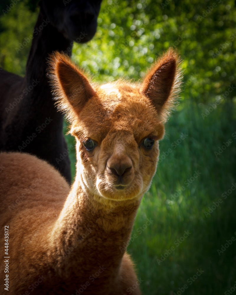 Fototapeta premium deer in the zoo