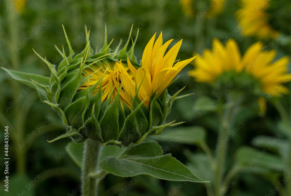 Buds. Unblown flower of a sunflower close-up against a background of foliage and yellow flowers. Buds. Unblown flower of a sunflower close-up against a background of foliage and yellow flowers.