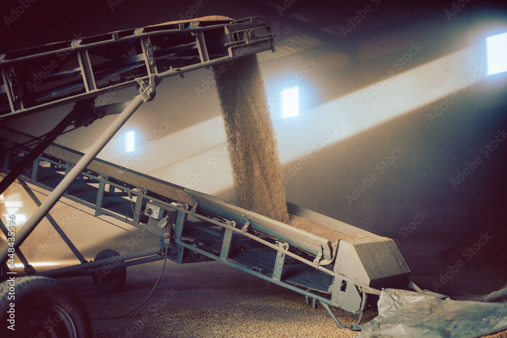 Grain being transported on conveyor belt to the granary or storage barn - obrazy, fototapety, plakaty 