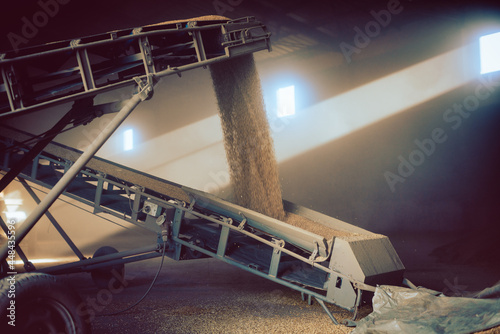 Grain being transported on conveyor belt to the granary or storage barn photo