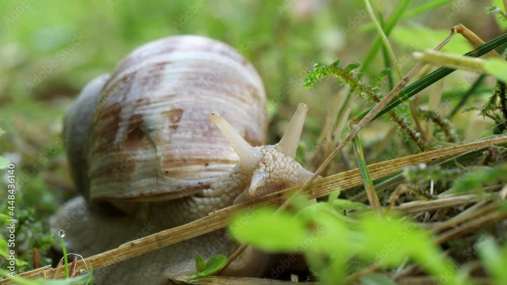 Beautiful snail in nature. Snail opens his eyes. Forest ecosystem. Beautiful snail in nature. Snail opens his eyes. Forest ecosystem.