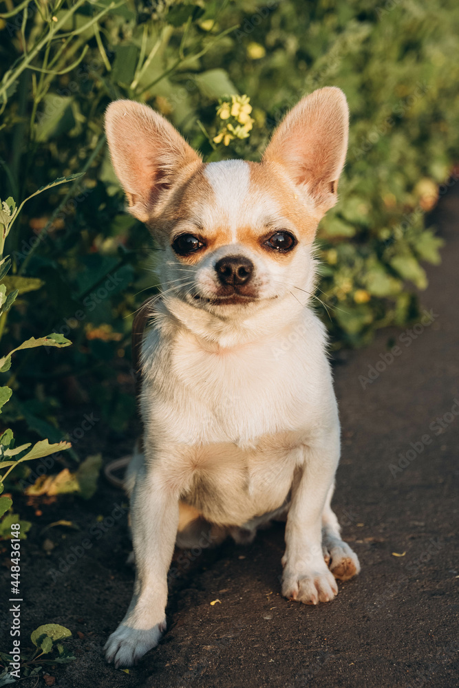 A Chihuahua dog poses at a photo shoot.

