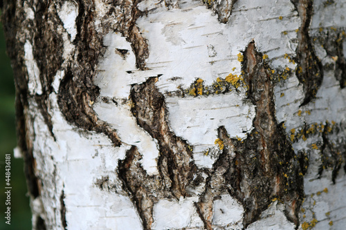 Fototapeta Naklejka Na Ścianę i Meble -  Kora drzewa w powiększeniu