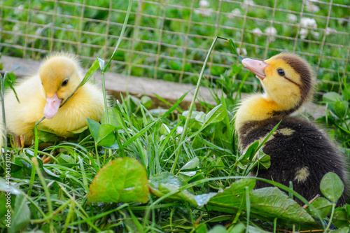 Cute pet fluffy easter yellow duckling baby duck on the grass on a farm homestead