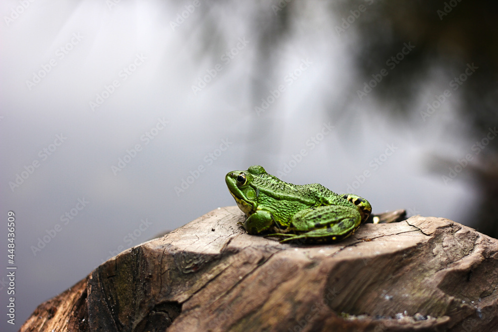 frog in the pond frog in the pond