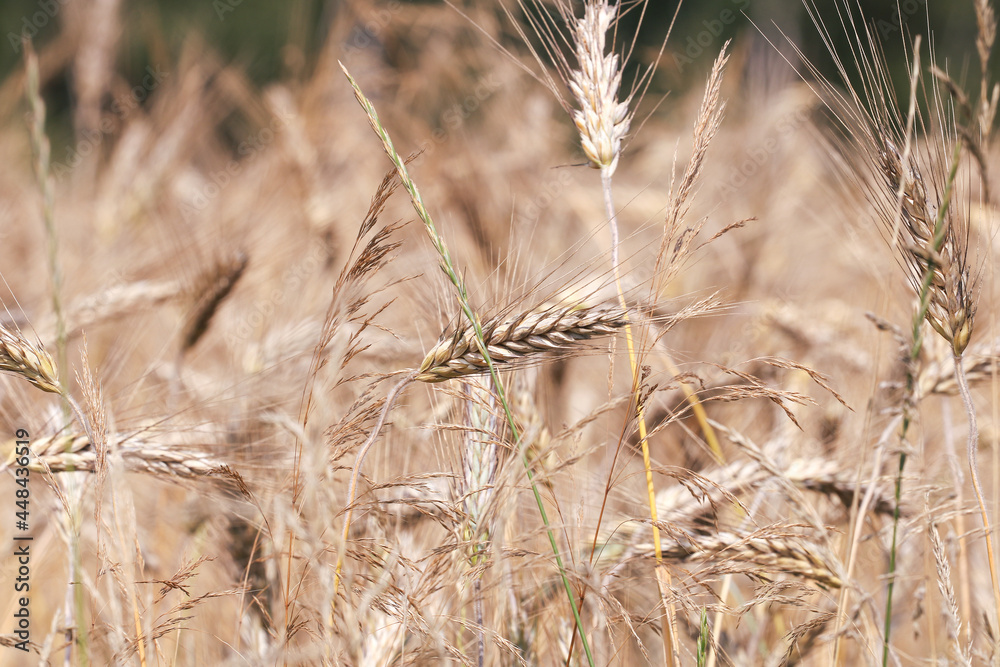 Natura - zboże na polnej łące