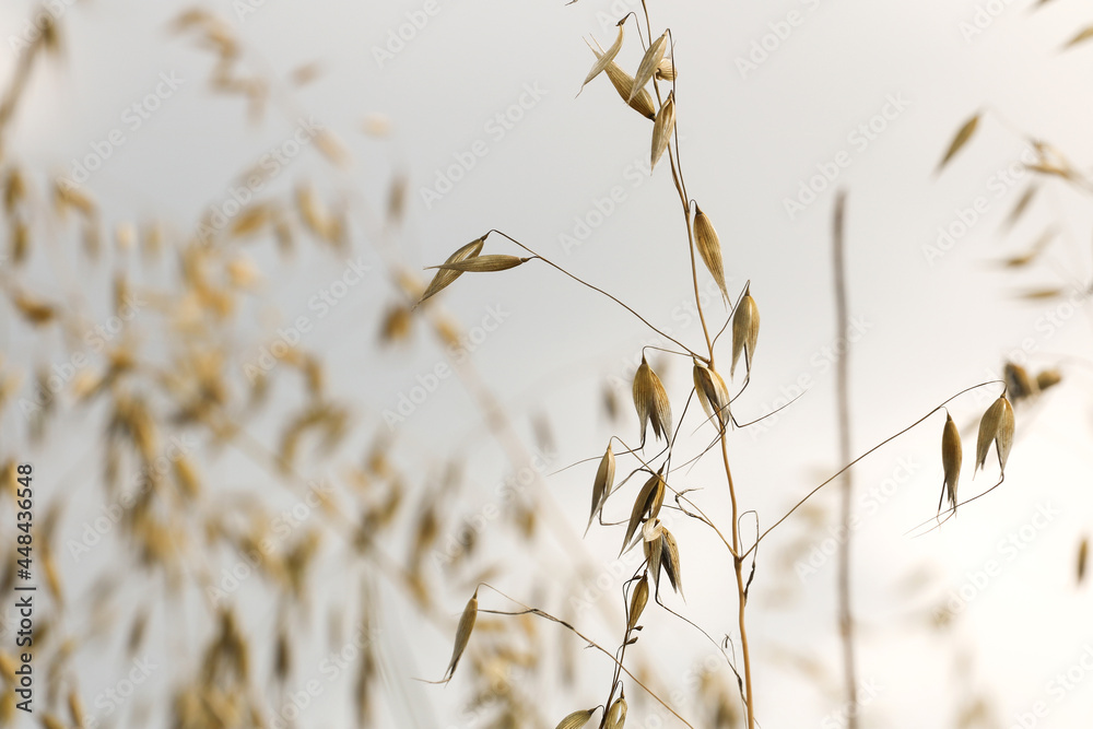 Natura - zboże na polnej łące