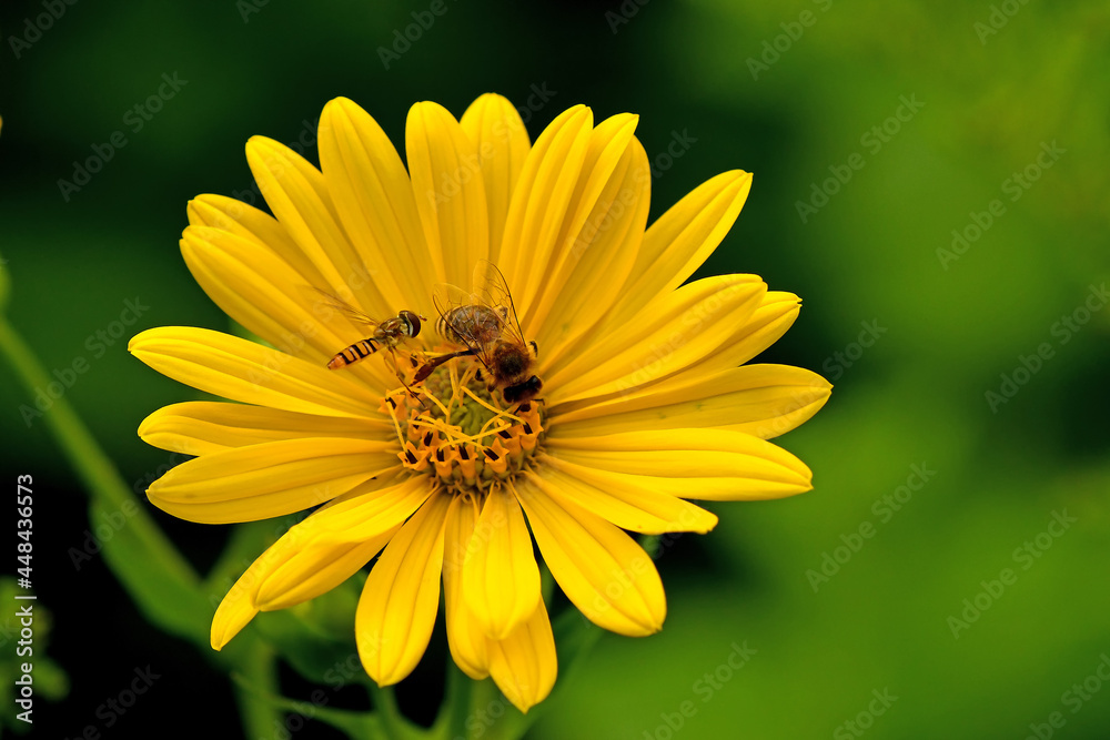 bee and hoverfly on compass flower bee and hoverfly on compass flower