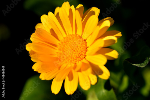 Calendula  medicinal plant with flower