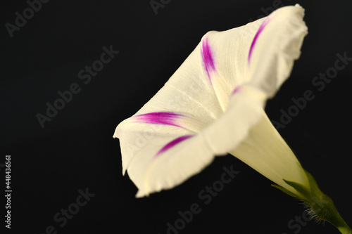 morning glory with flower, drug of the aztecs photo