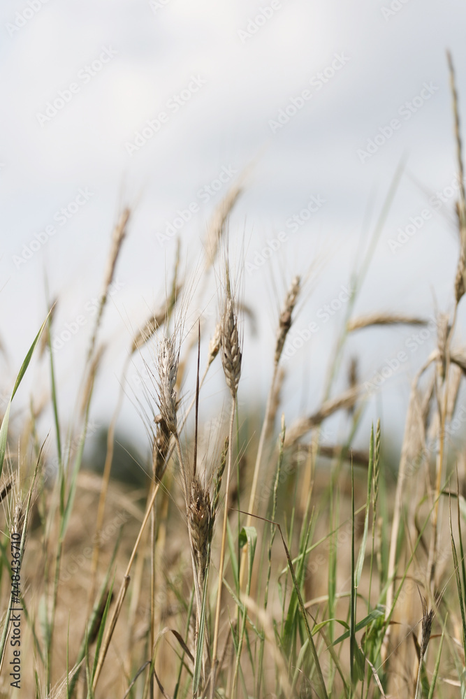 Natura - zboże na polnej łące